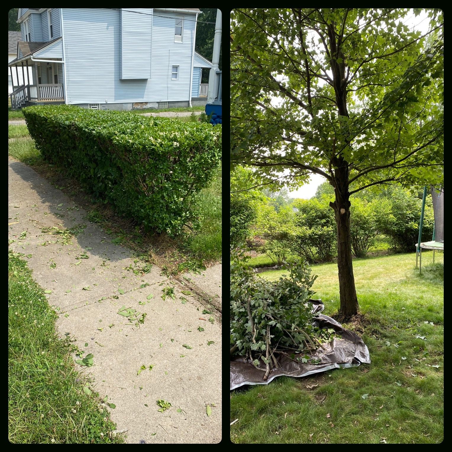 Green bush beside oak tree